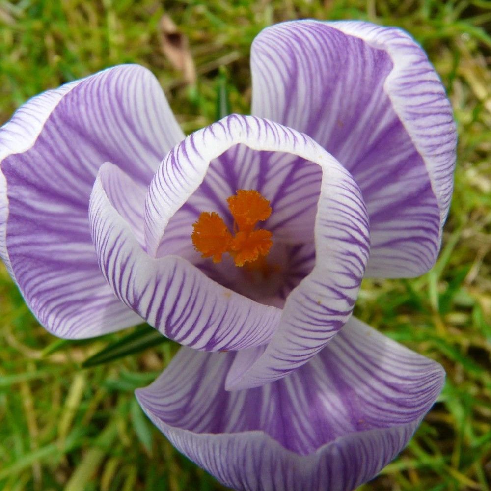 Bulbe de crocus à grands fleurs roi des striés sachet de 25 bulbes