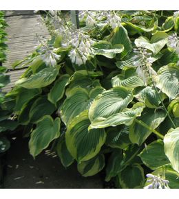 Hosta 'earth angel' pot de 1,5l/2l