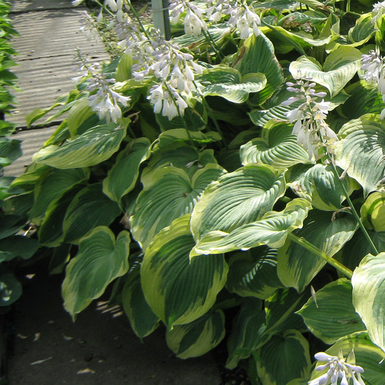 Hosta 'earth angel' pot de 1,5l/2l