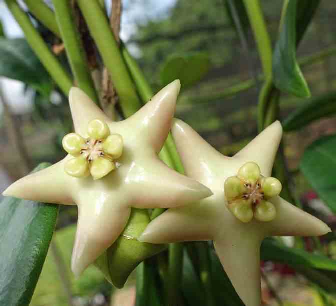 Hoya coronaria (énorme fleur blanche) (fleur de porcelaine, fleur de cire)  - taille pot de 2 litres - 20/40 cm