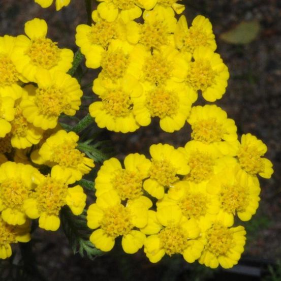 Achillée tomenteuse aurea lot de 5 godets