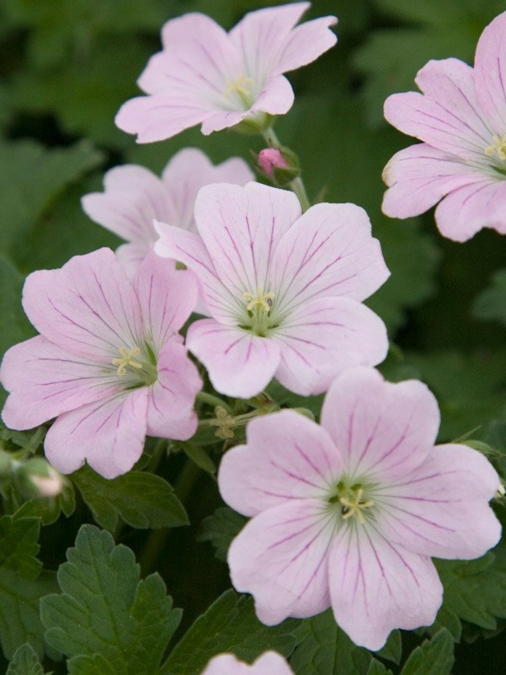 Géranium vivace 'dreamland'® godet de 8/9 cm