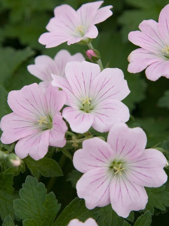 Géranium vivace 'dreamland'® godet de 8/9 cm