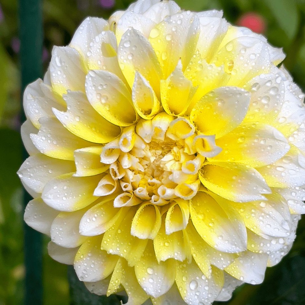 Dahlia seattle grandes fleurs - coffret de 12 bulbes