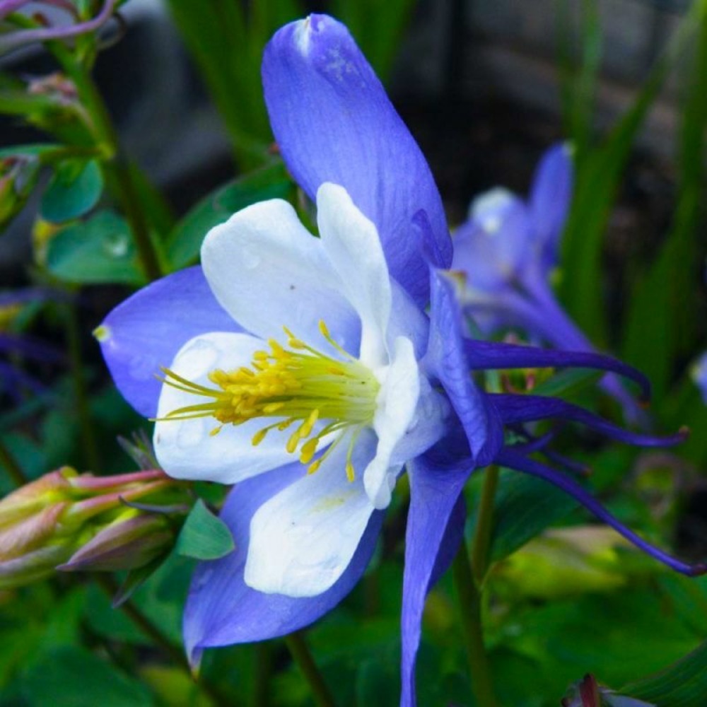 2 Ancolies 'Blue Star' (Aquilegia 'Blue St…