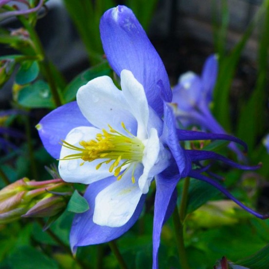 2 Ancolies 'Blue Star' (Aquilegia 'Blue St…