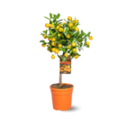 Mandarinier calamondin - agrume méditerranéen - arbre fruitier - ↕ 75-85 cm - ⌀ 22 cm - agrume d'intérieur