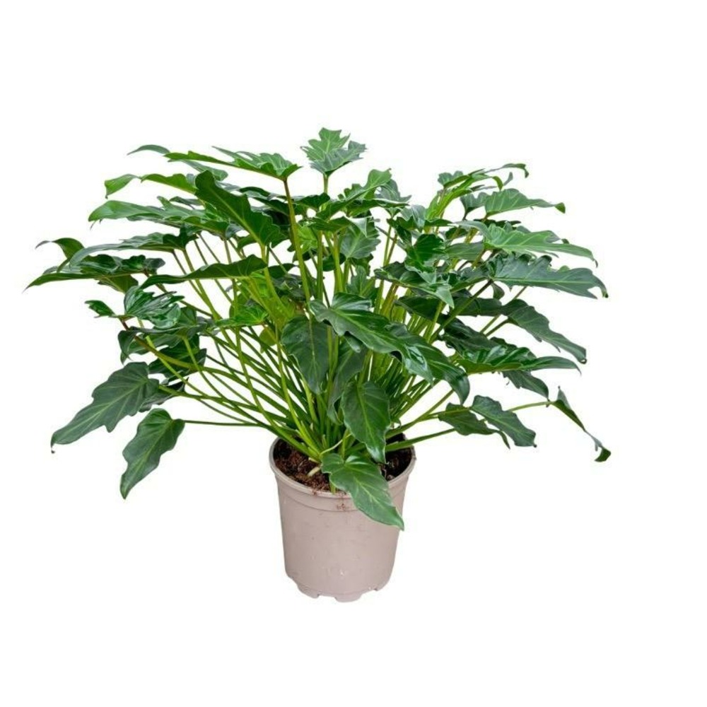 Philodendron xanadu - h60-70 cm - ø21 cm