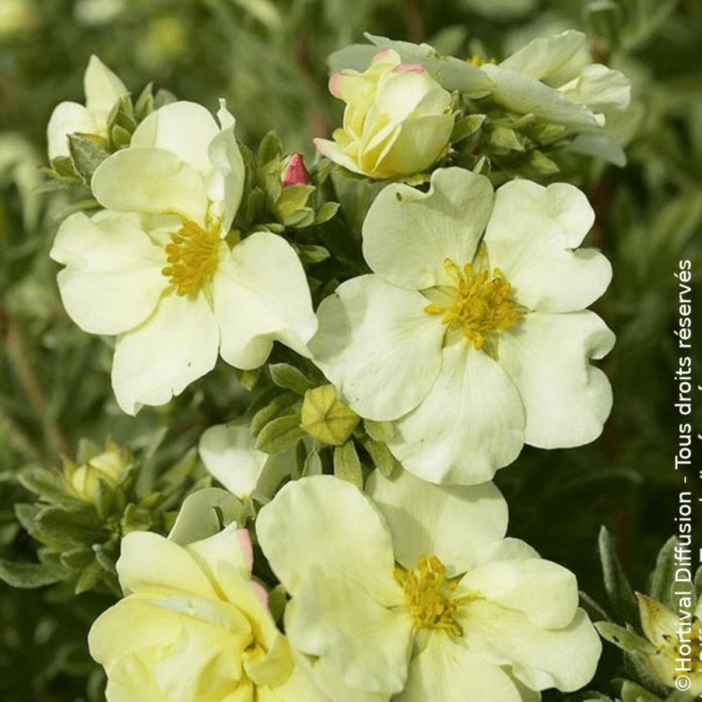 Potentille arbustive cream'issima®, potentilla pot de 3l - touffe