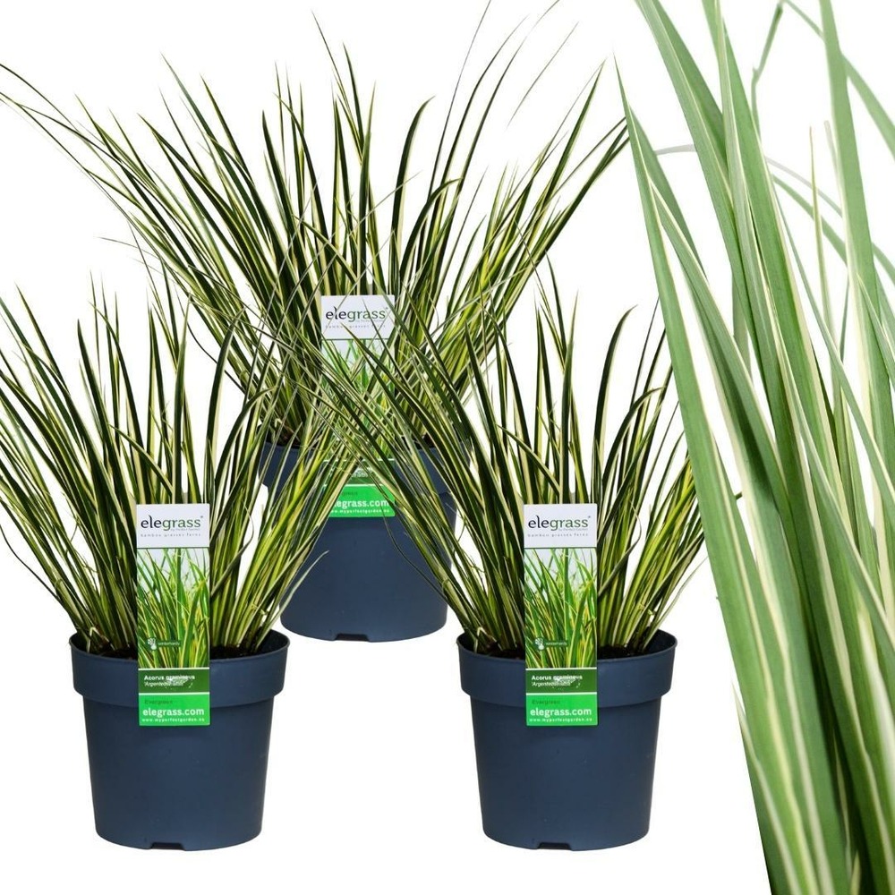 Set de 3 acorus gramineus 'argenteostriatus'