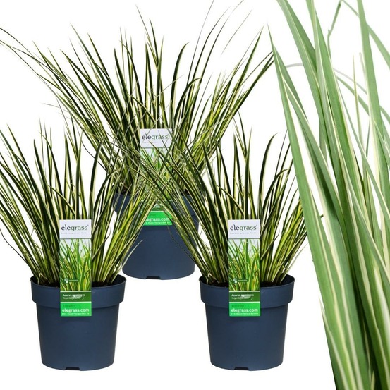 Set de 3 acorus gramineus 'argenteostriatus'