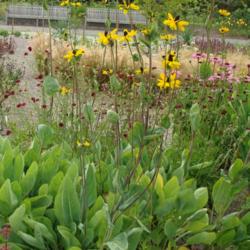 Rudbeckia géante - le pot / 8cm