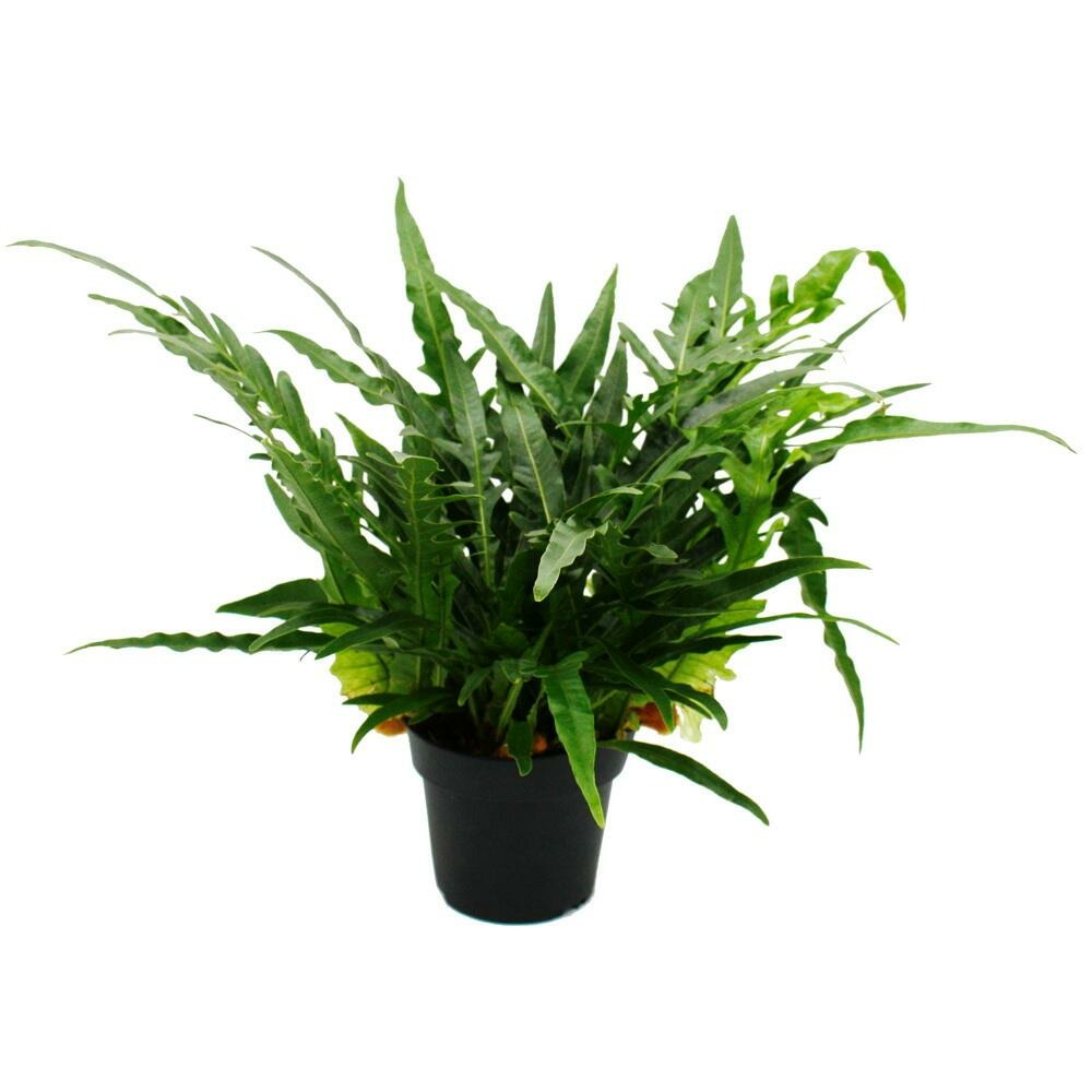 Fougère peau de serpent - aglaomorpha coronans jim