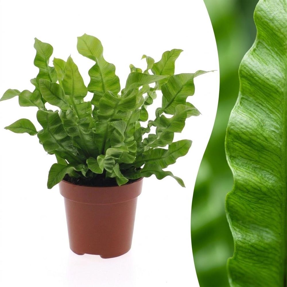 Asplenium crispy wave - fougère crispy wave - pot de 12cm