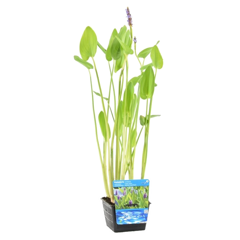 Herbe de brochet - pontederia 'cordata' - plante de bassin en pot de pépinière ⌀18 cm - ↕20-30 cm