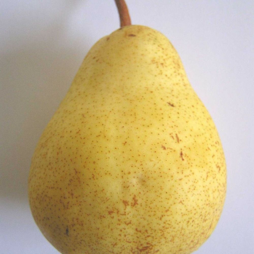 Poirier bon chretien william pot de 10l - gobelet 2 ans - 120 cm - pré-formé