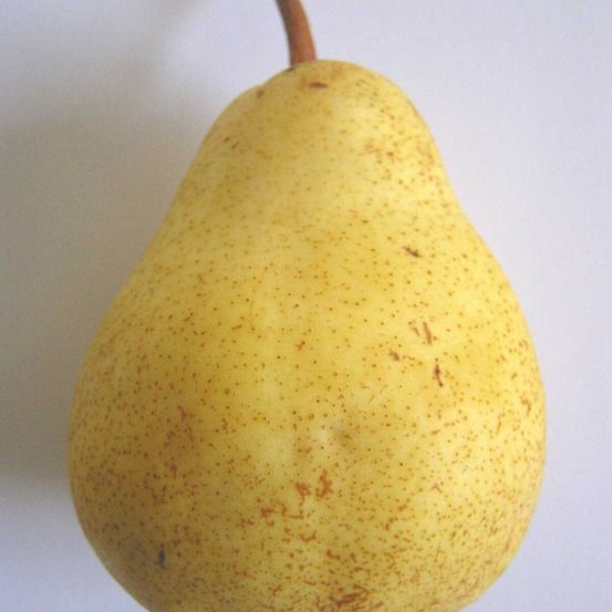 Poirier bon chretien william pot de 10l - gobelet 2 ans - 120 cm - pré-formé
