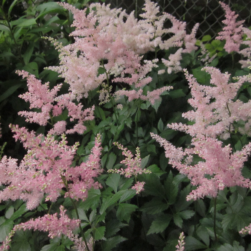 Astilbe 'peach blossom' pot de 1,5l/2l