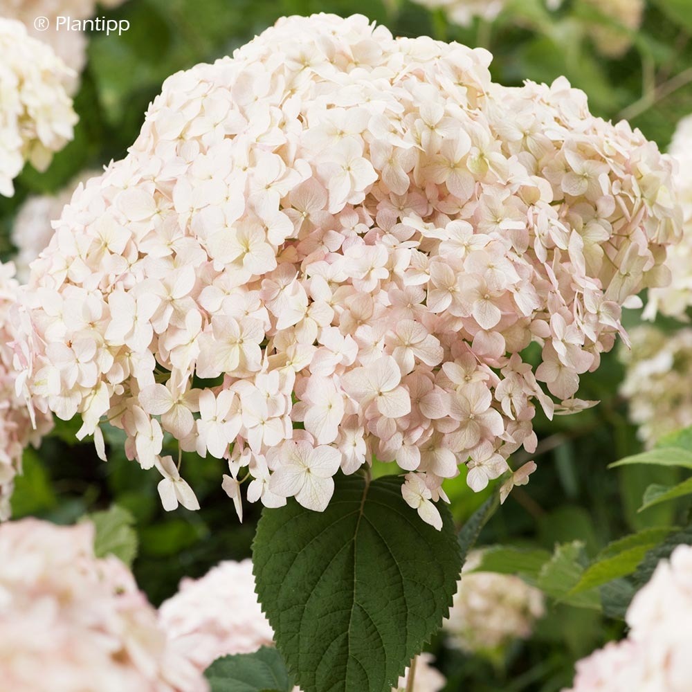 Hortensia de virginie 'candybelle marshmallow' pot de 3l/4l