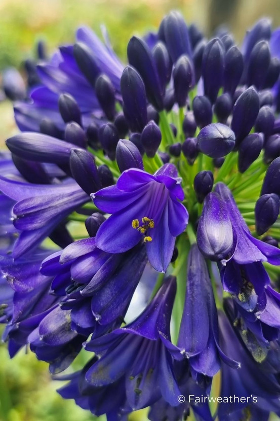 Agapanthe everpanthus ? 'midnight sky' - en pot de 3 litres