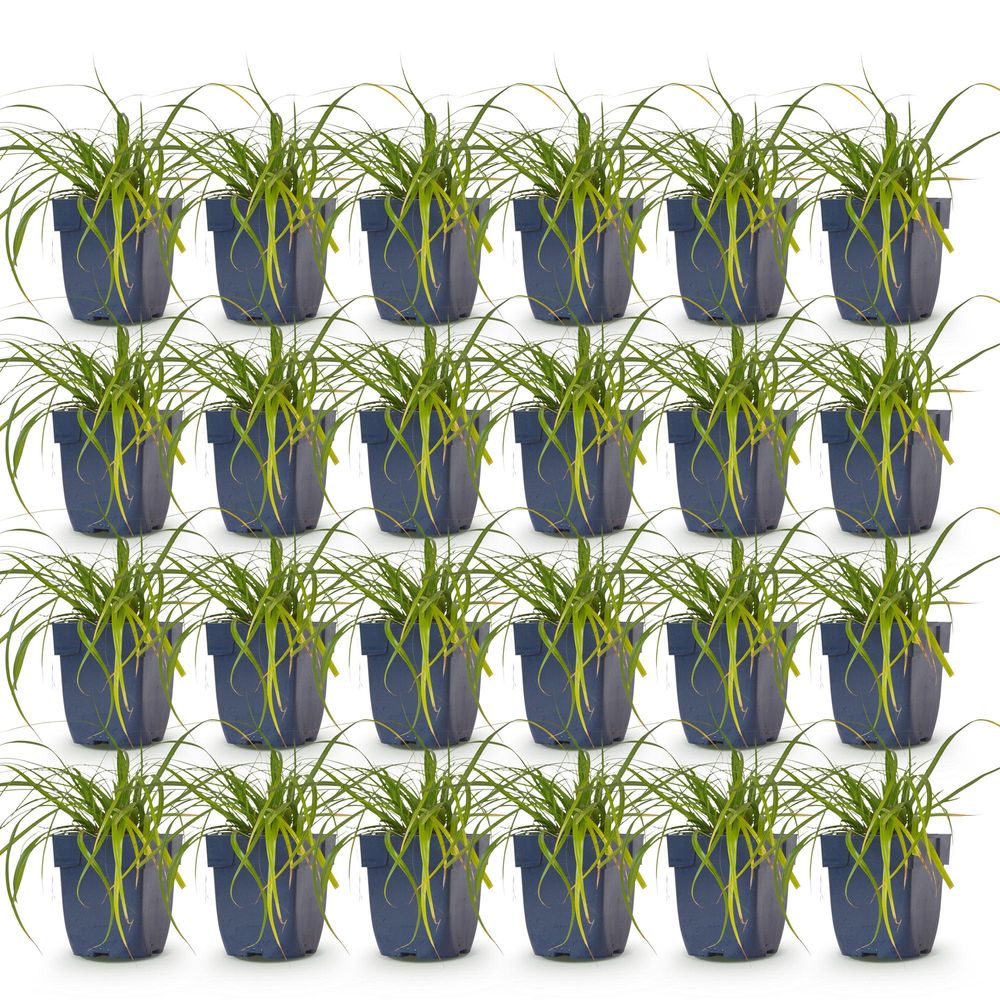 Laîche 'evergreen' - lot de 24 - pot 11 cm - hauteur 25 cm - plante d'extérieur