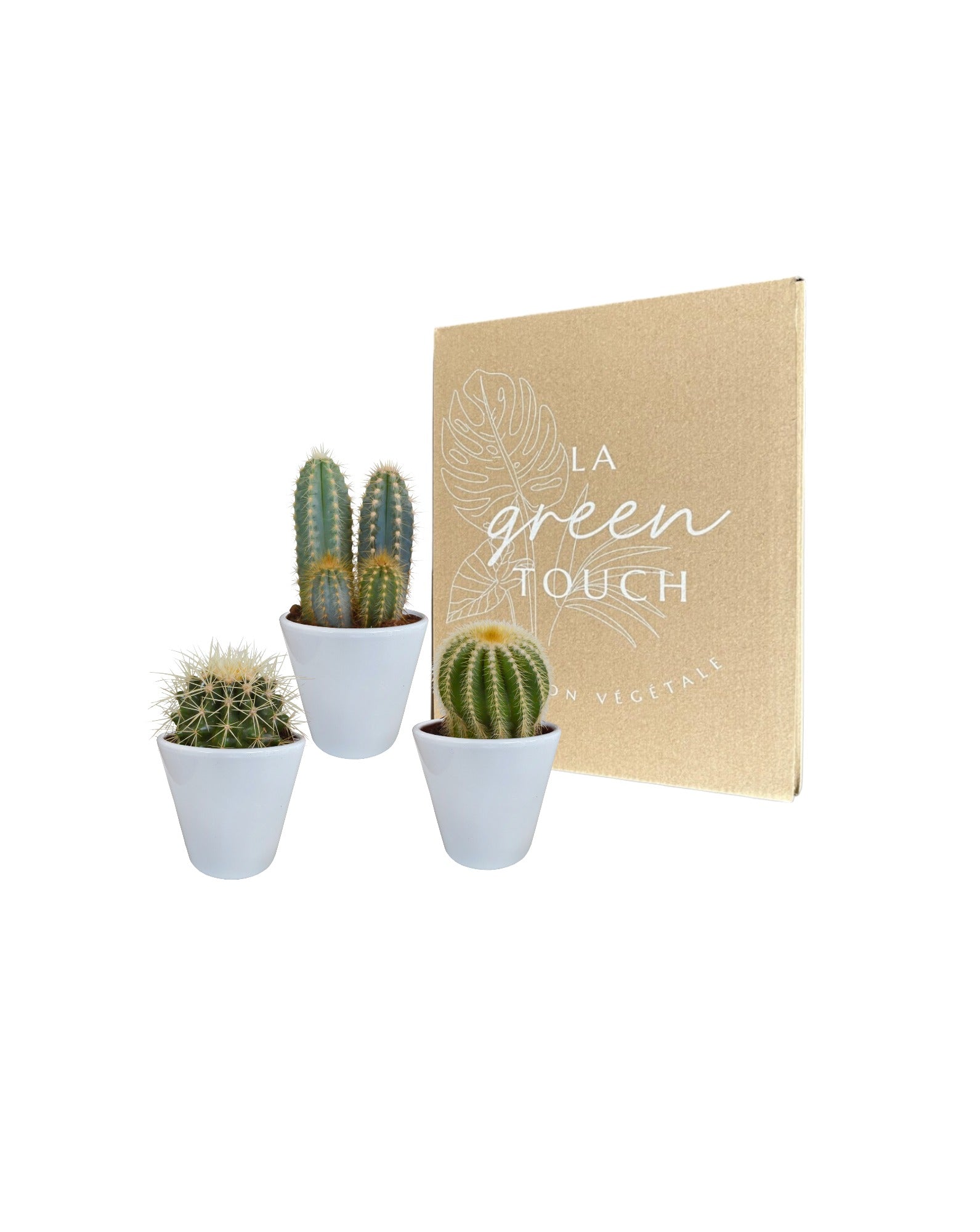 Coffret cactus et ses caches-pots blancs - lot de 3 plantes, h18cm