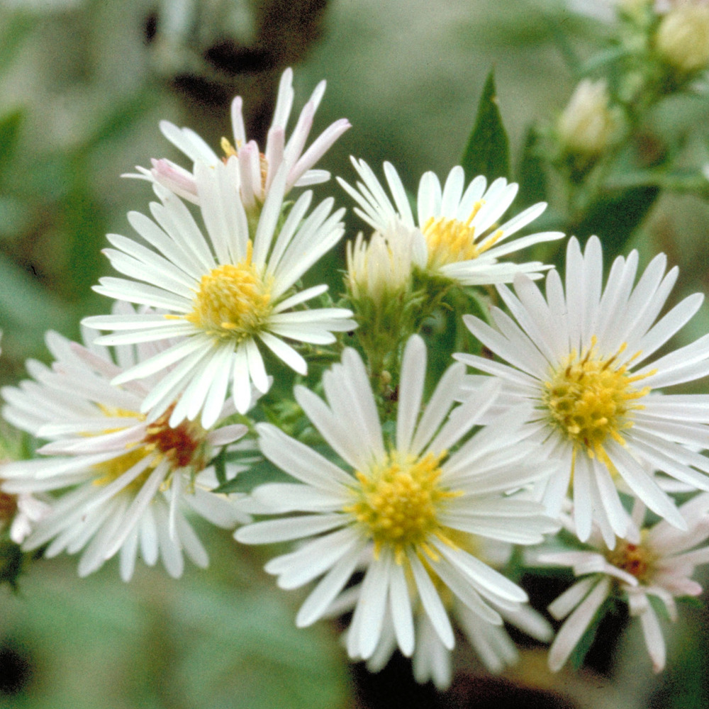 Aster ericoides godet de 8/9 cm