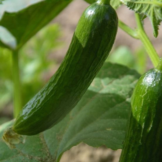 Graines de concombre gynial hf1 - vilmorin sachet