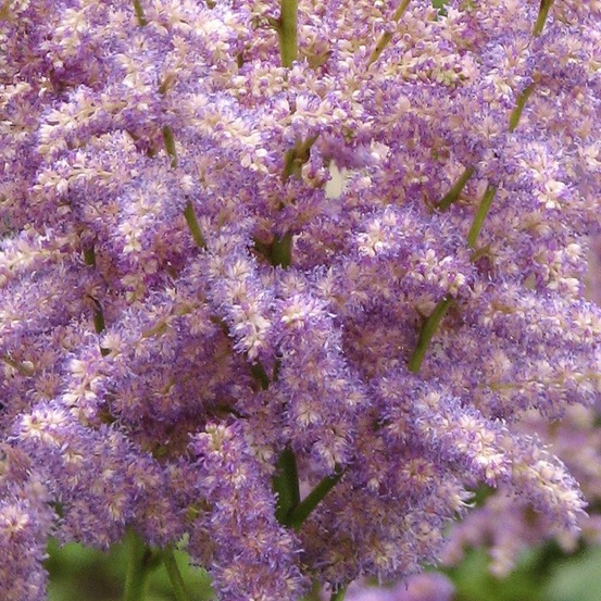 Astilbe d'arends 'hyacinth' godet de 8/9 cm