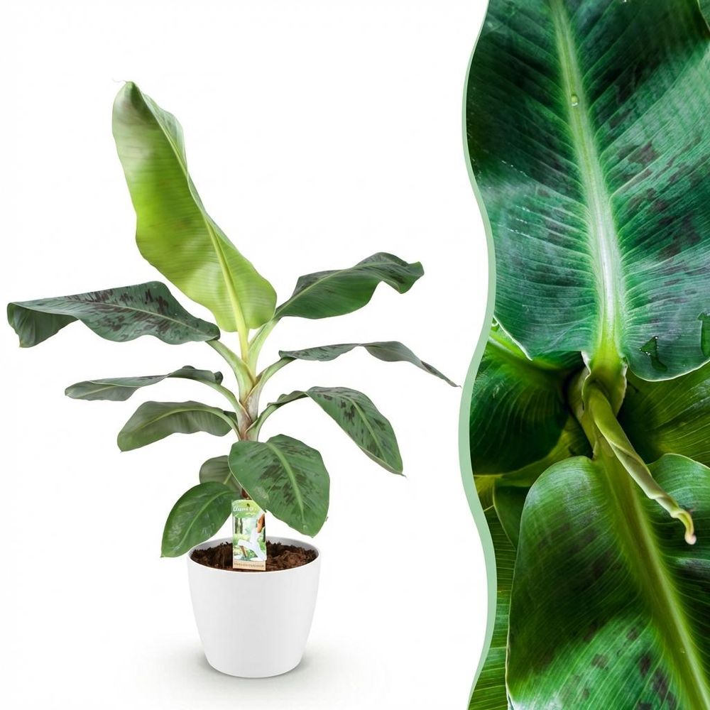 Musa acuminata nain cavendish - plante de banane - pot de 21cm - hauteur 70-75cm