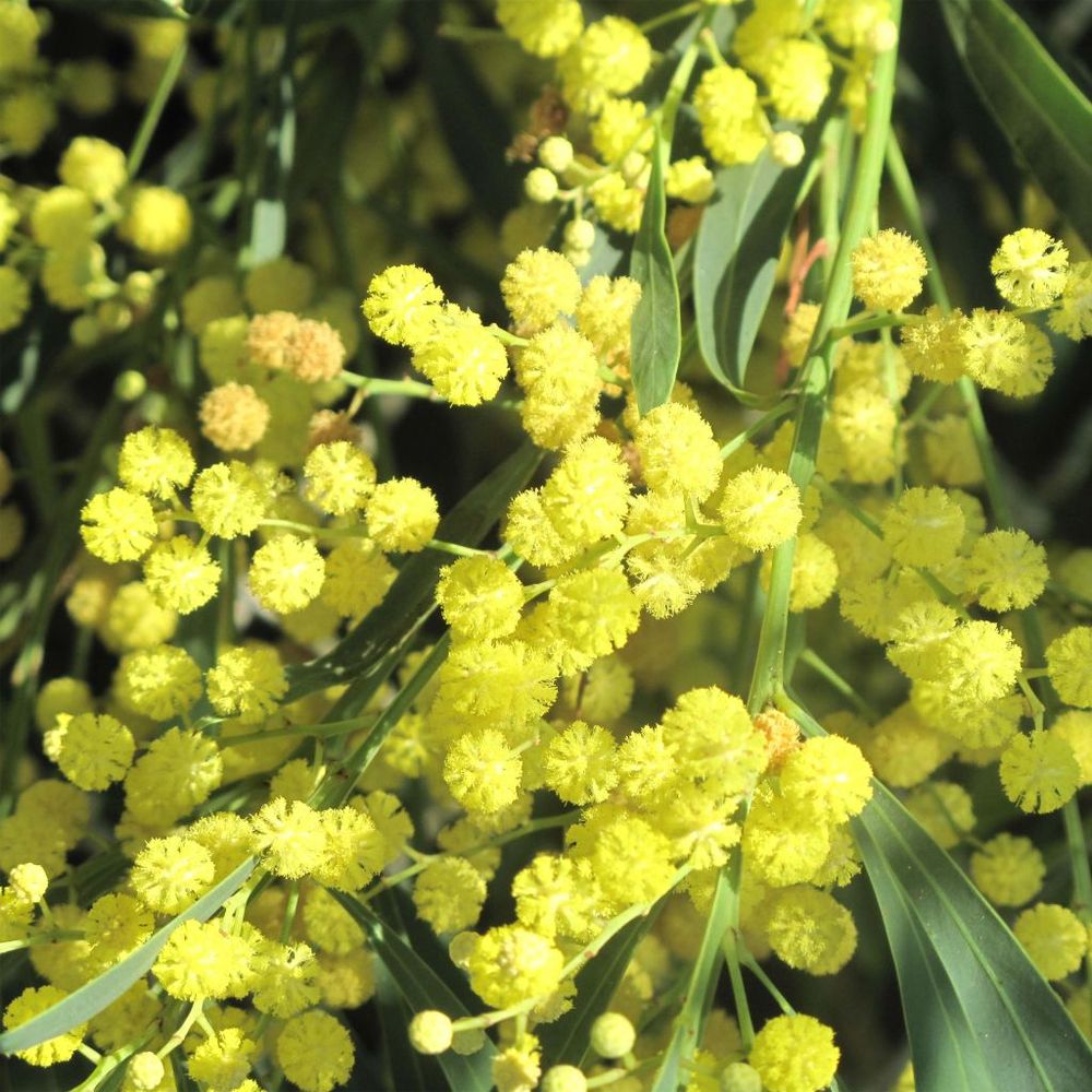 Mimosa 'lisette' pot de 2l/3l