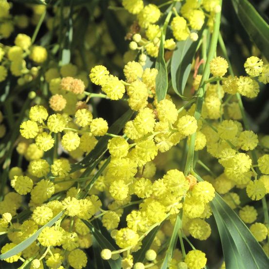 Mimosa 'lisette' pot de 2l/3l