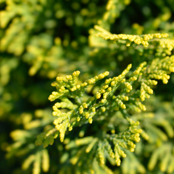 Faux-cyprès de hinoki aurora - chamaecyparis obtusa aurora 20/25cm pot 3l