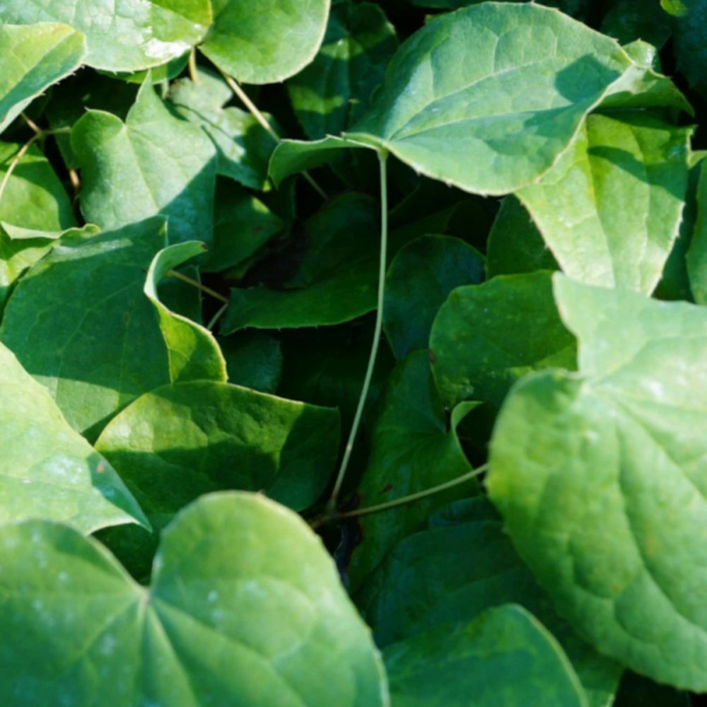 Fleur des elfes cantabrigiense, epimedium lot de 9 godets