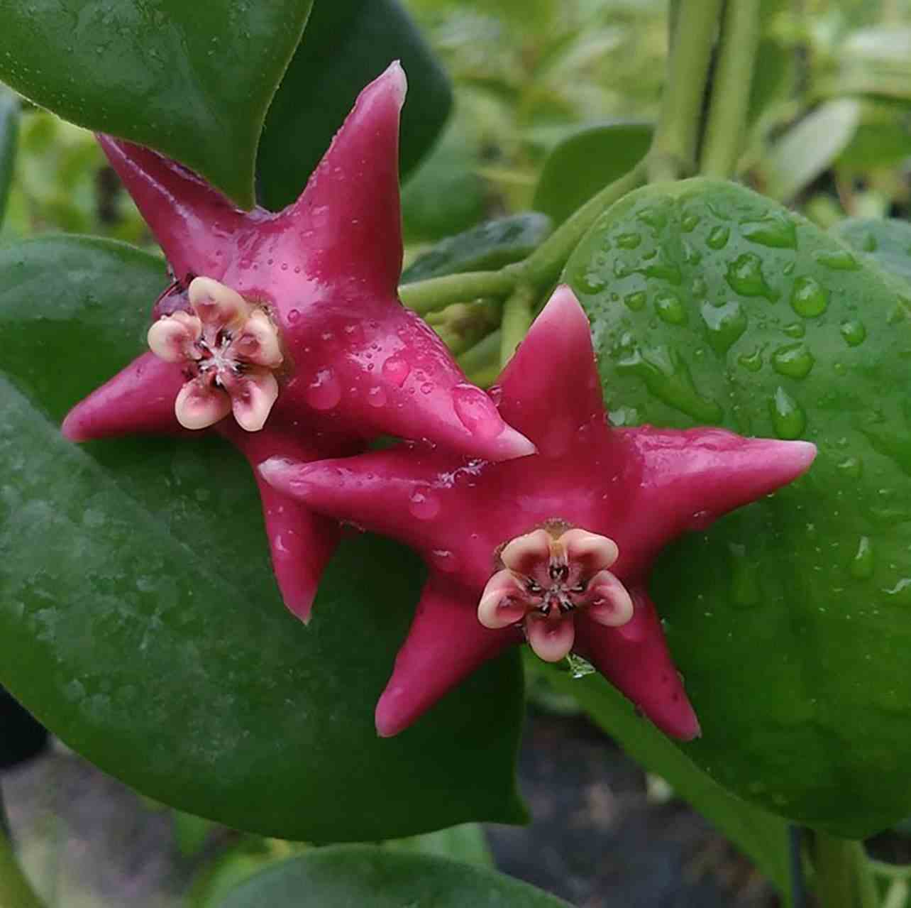 Hoya coronaria (énorme fleur rose) (fleur de porcelaine, fleur de cire)  - taille pot de 2 litres - 20/40 cm
