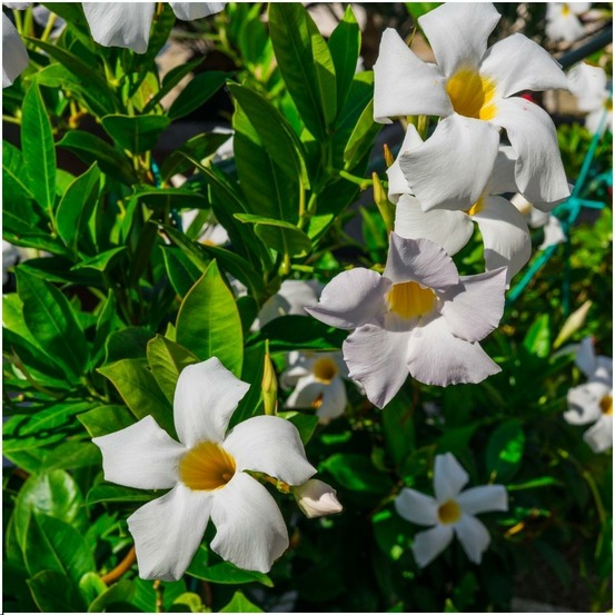 Dipladenia blanc x 6