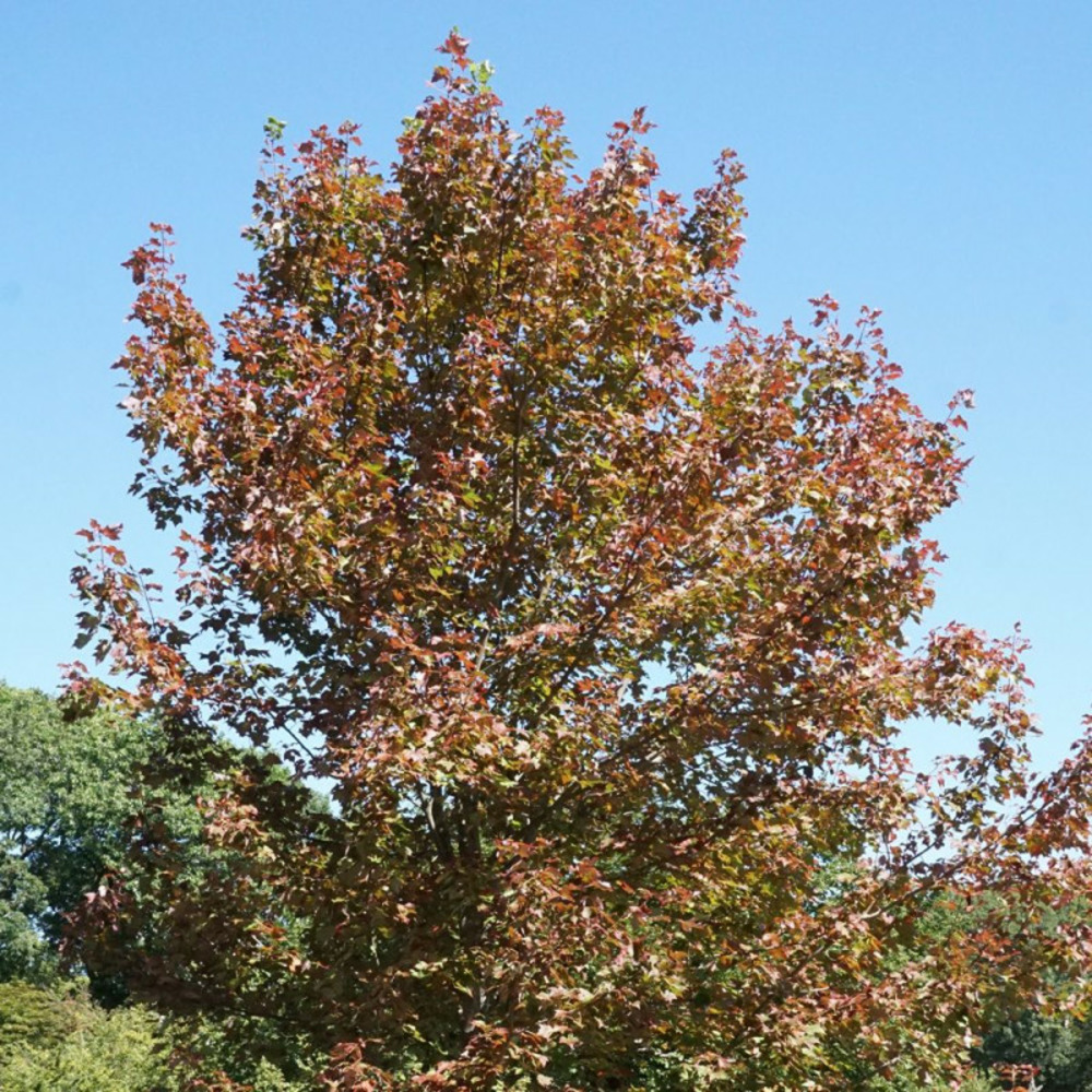 Érable freemanii 'jeffersred' pot de 7,5l - 80/100 cm