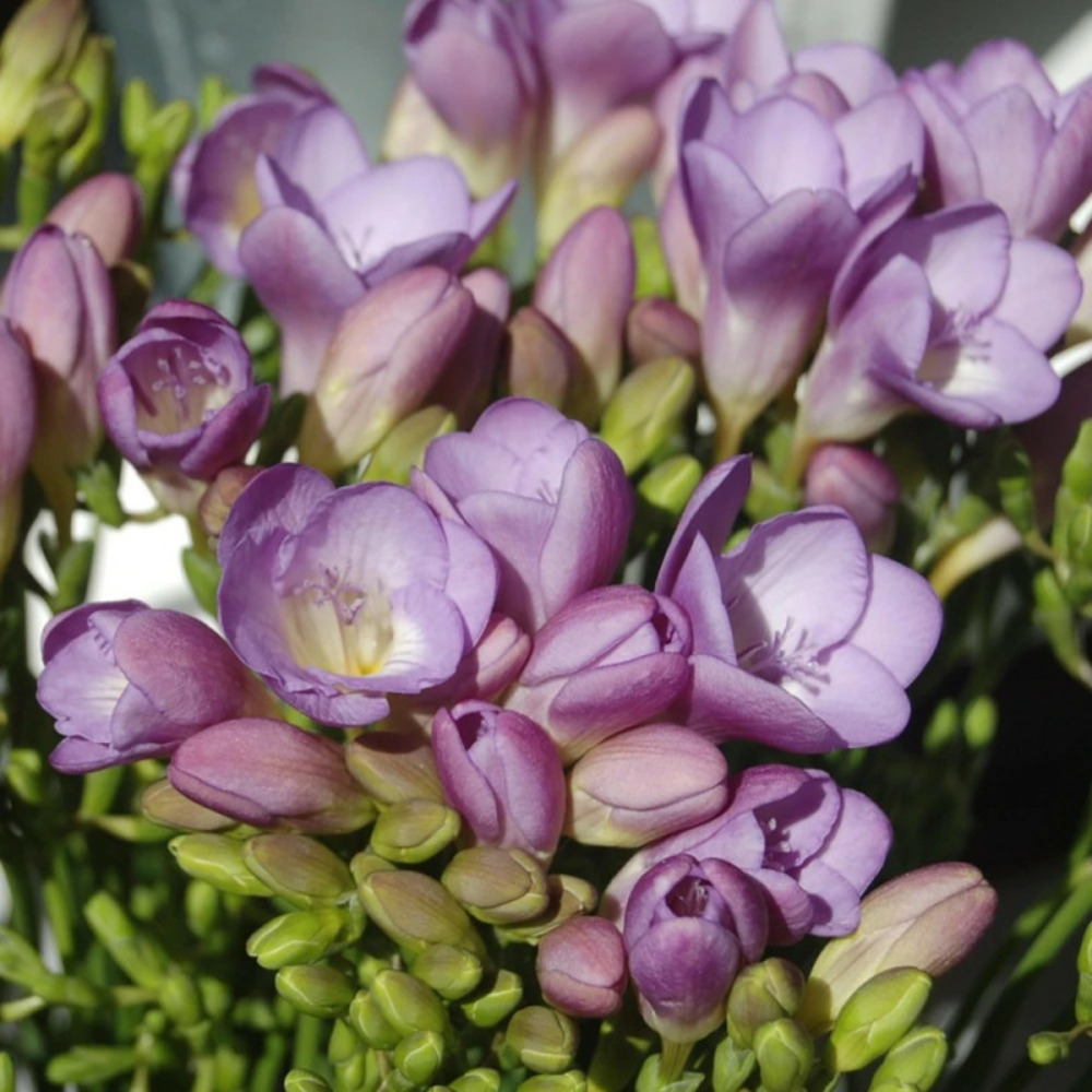 Bulbe de freesia simple bleu sachet de 10 bulbes