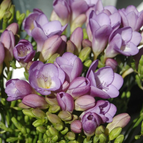 Bulbe de freesia simple bleu sachet de 10 bulbes