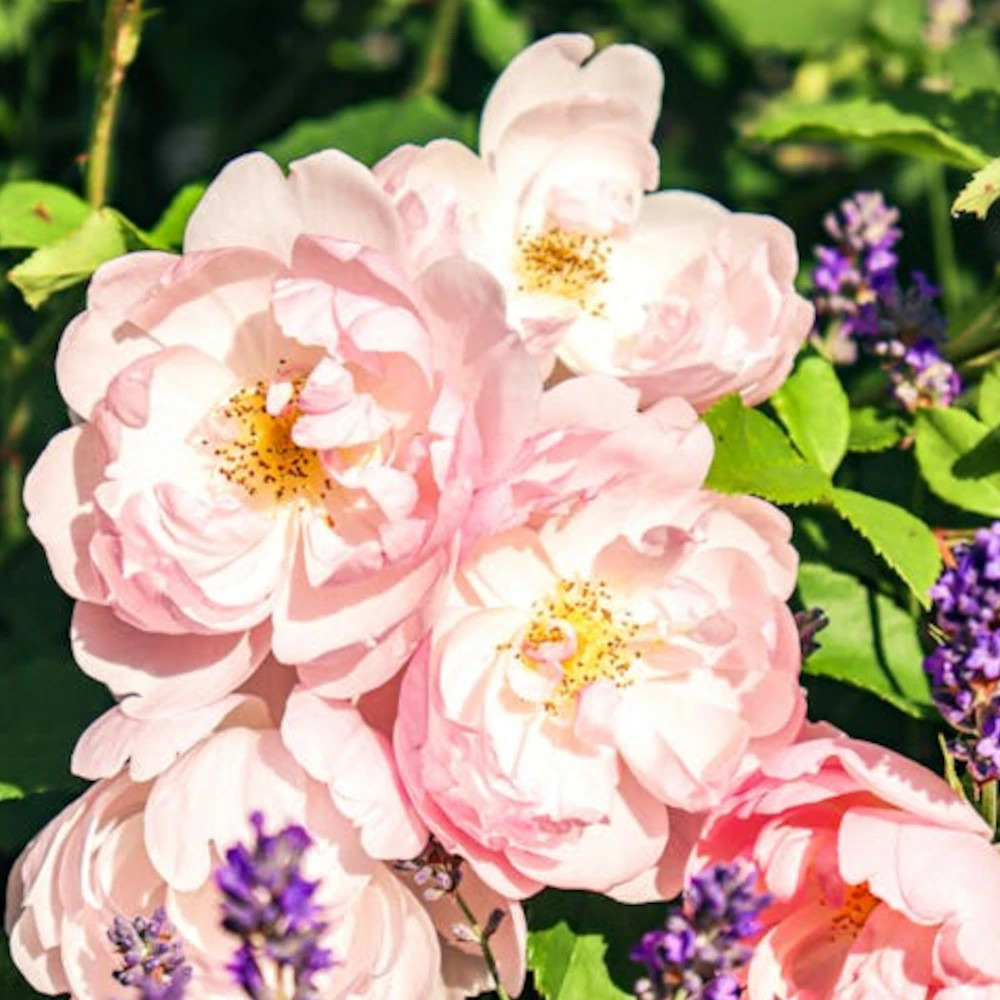 Rosier grimpant parfum d'evita® 'barise' godet