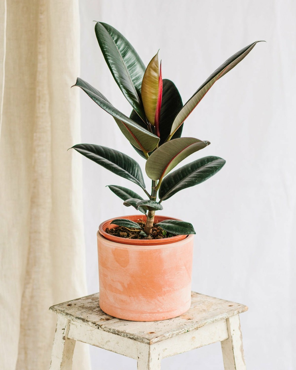 Ficus burgundy 55cm - plante d'intérieur