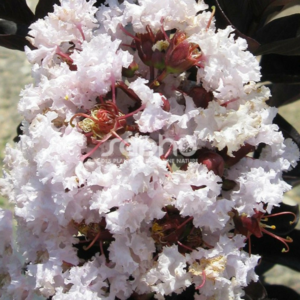 Lilas des indes black diamond® blush™, lagerstroemia pot de 3l - touffe