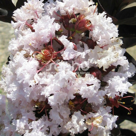 Lilas des indes black diamond® blush™, lagerstroemia pot de 3l - touffe