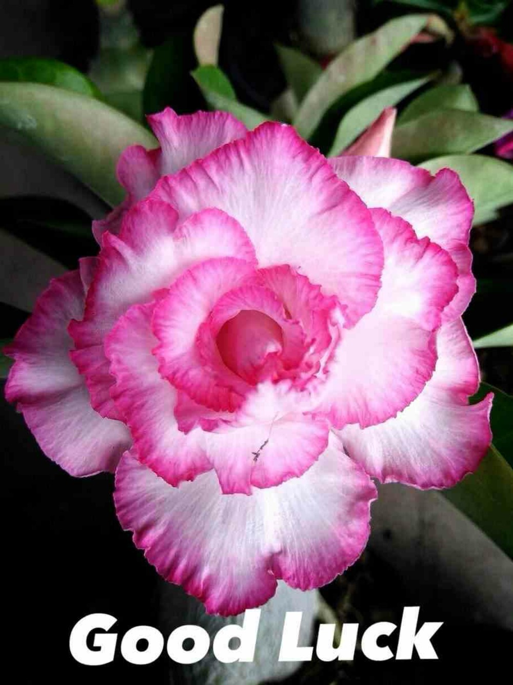 Adenium obesum cv.bonne chance couleur floraison:blanc et rose - caudex d'environ 300g 20/25cm