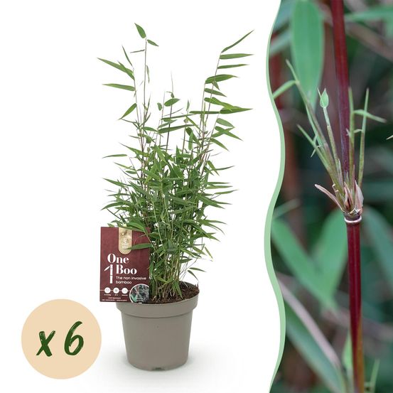 Bambou - non traçant - pot 14cm - hauteur 35cm