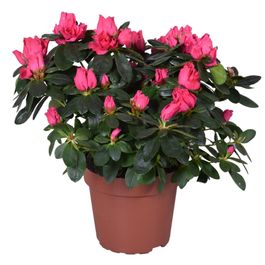 Azalée Rose Ruffels Azalée rose vintage - plante d'extérieur fleurie | Truffaut