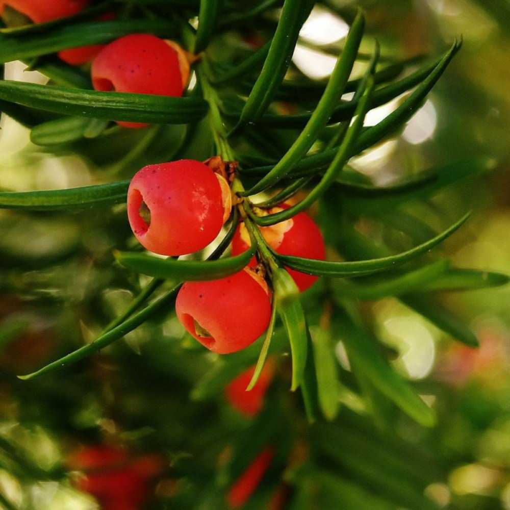 If commun, taxus pot de 4l - 40/60 cm