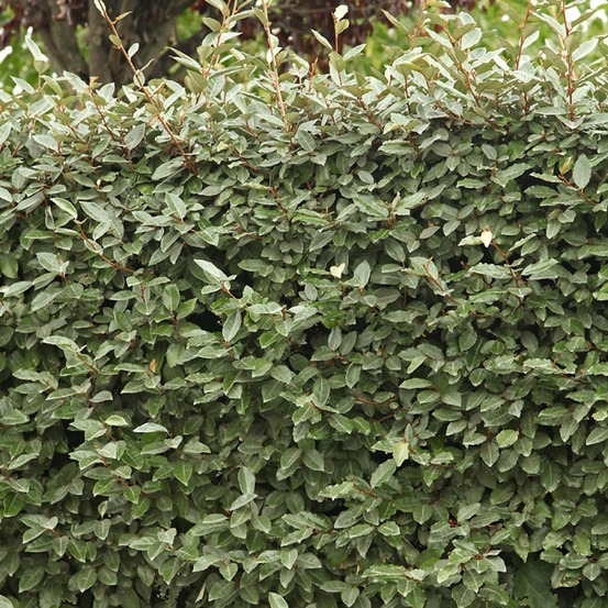 Chalef 'compacta' pot de 2l/3l