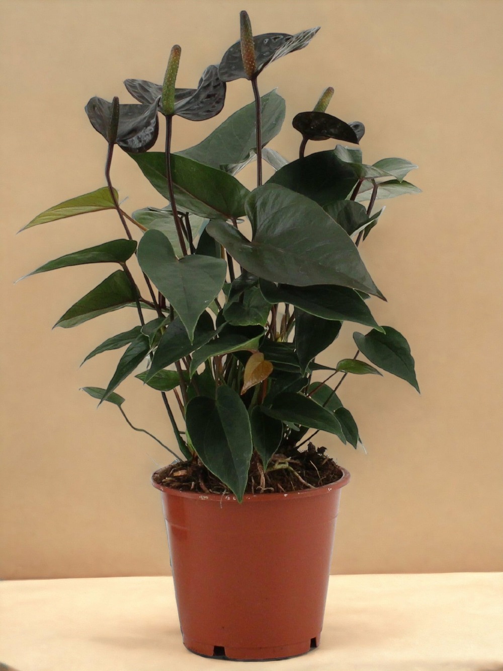 Plante d'intérieur - anthurium black love 36cm