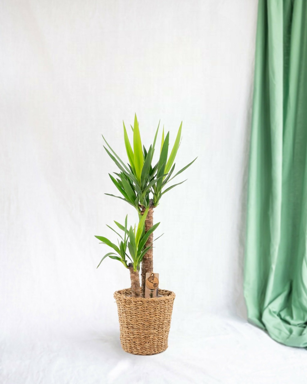 Plante d'intérieur - grand yucca avec panier 100cm